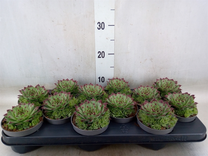 <h4>Sempervivum tectorum</h4>