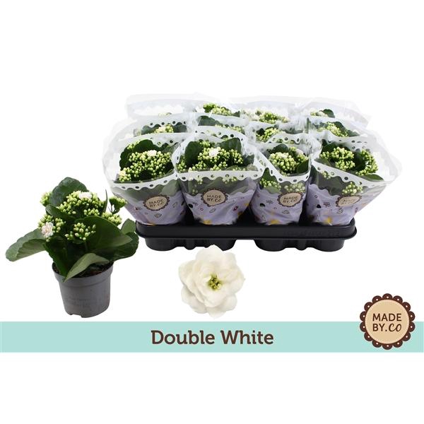 <h4>Kalanchoë Double White</h4>