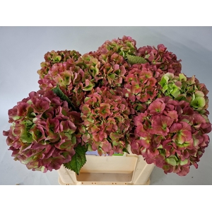 HYDR M CH WHI VER CL