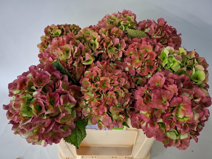 <h4>HYDR M CH WHI VER CL</h4>