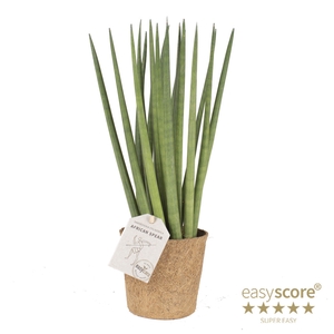 SANSEVIERIA CYLINDRICA P11 SPAGH COCOZ