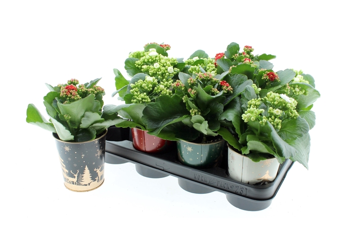 <h4>KAL GE GEM 2 KL</h4>