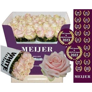 R Gr Sweet Avalanch+