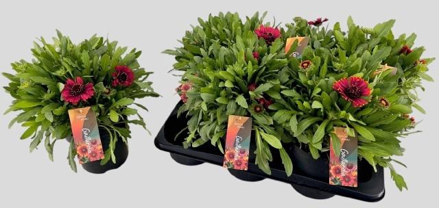 <h4>GAIL AR SPINTOP RED</h4>