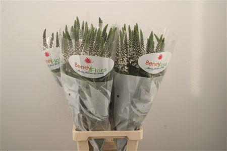<h4>Lysimachia Moonlight</h4>