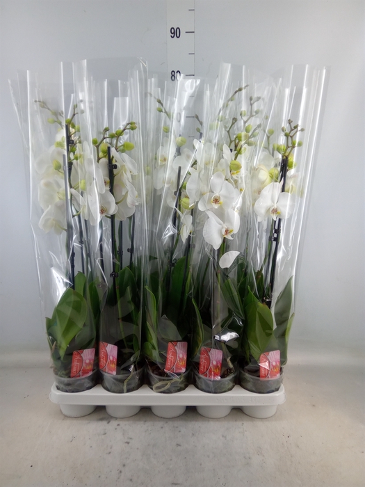 <h4>Phalaenopsis   ...white</h4>