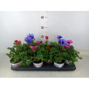 Anemone cor. 'Harmony'   ..mix