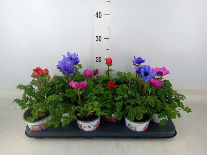 <h4>Anemone cor. 'Harmony'   ..mix</h4>