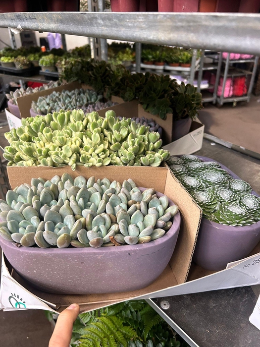 <h4>ARR SUCCULENT MIX LIGHT</h4>