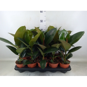 Ficus elastica 'Robusta'