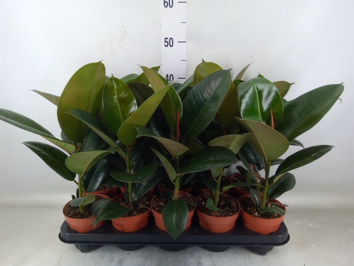 <h4>Ficus elastica 'Robusta'</h4>