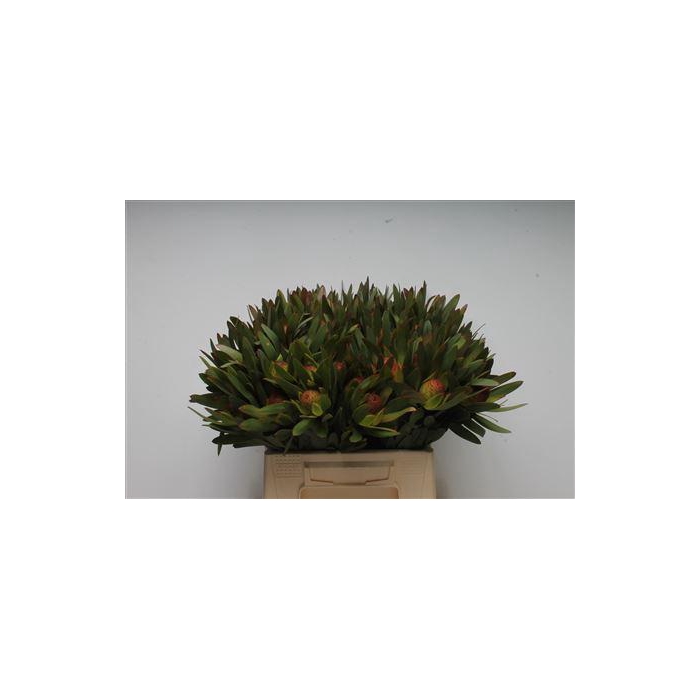 <h4>Kaaps Ayoba Sky</h4>