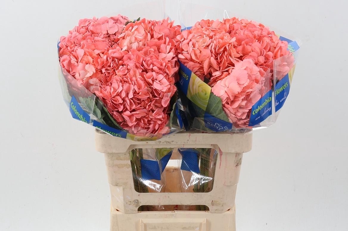 <h4>Hydr Ballerina</h4>