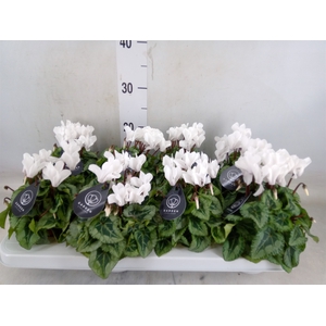 Cyclamen KL 'Donatello'