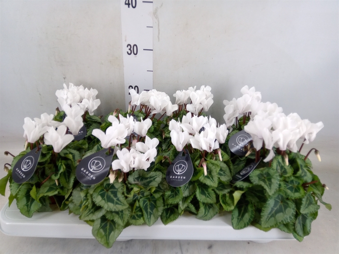 <h4>Cyclamen KL 'Donatello'</h4>
