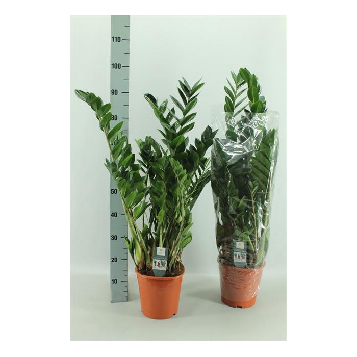 <h4>Zamioculcas zamifolia 21Ø 90cm 8st</h4>