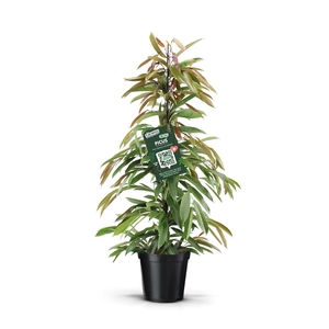 Ficus Amstel King