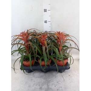 Tillandsia capitata 'Hermosa'