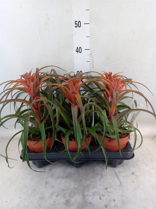 <h4>Tillandsia capitata 'Hermosa'</h4>