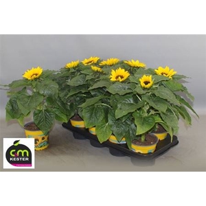 Helianthus annuus 'Sunsation'