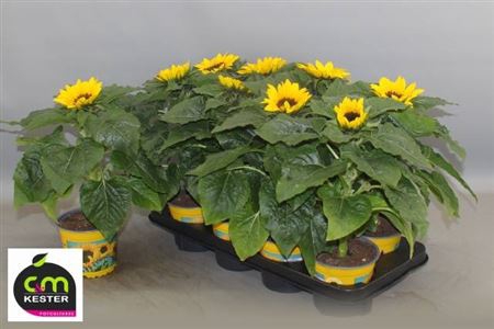 <h4>Helianthus annuus 'Sunsation'</h4>