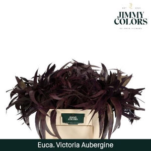 Victoriablad Gekleurd Klbh. Aubergine