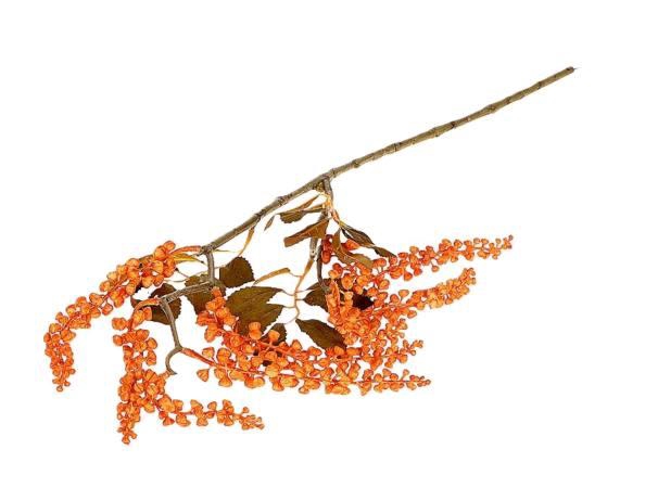 Branch Berry Jungle L72