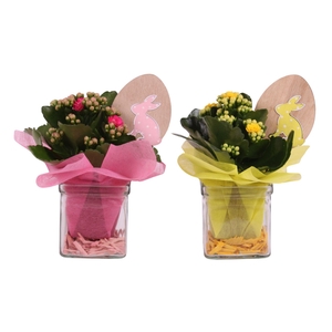 Easter Arr. Indoor Glass Accuglas Square Ø08cm 1PP