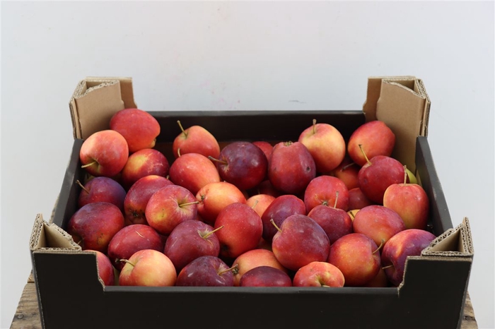 <h4>Sier Appels Dark Red 5kg P Wdn Box</h4>