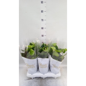 Anthurium andr. 'Smaragd'