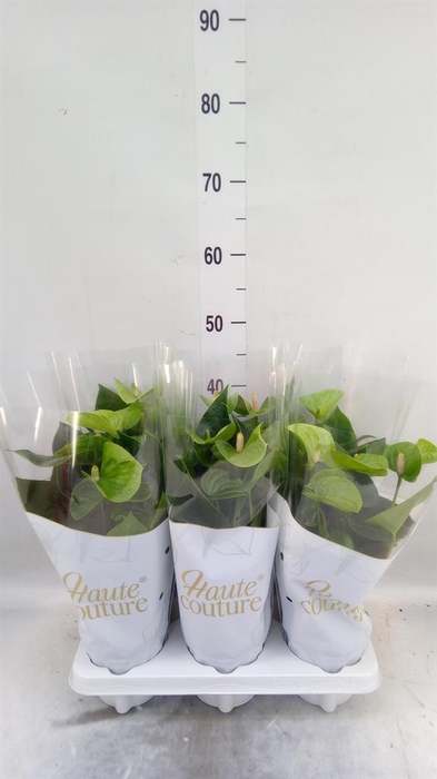 <h4>Anthurium andr. 'Smaragd'</h4>