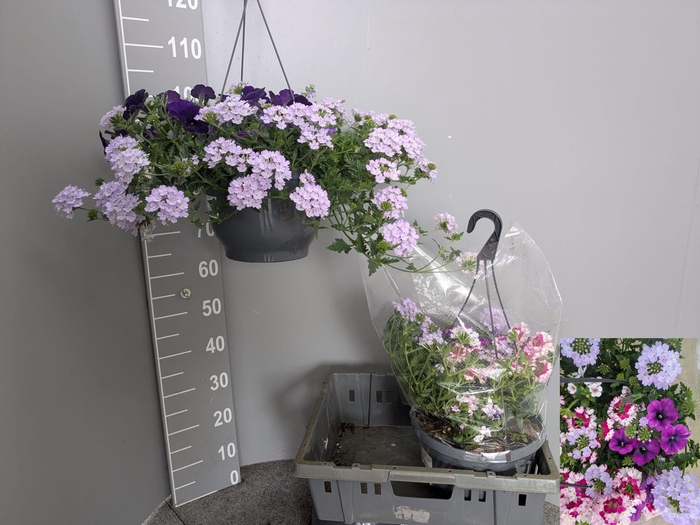 <h4>PERKPL GEM IN POT</h4>