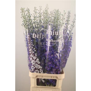 Delph Du Dewi Bl Sta