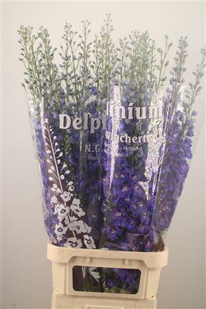 <h4>Delph Du Dewi Bl Sta</h4>