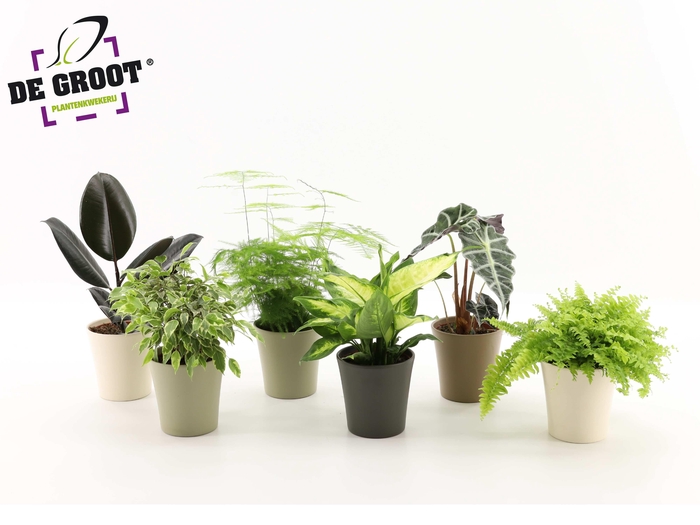 <h4>Kamerplanten gemengd keramiek</h4>