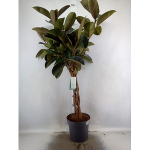 Ficus elastica 'Burgundy'