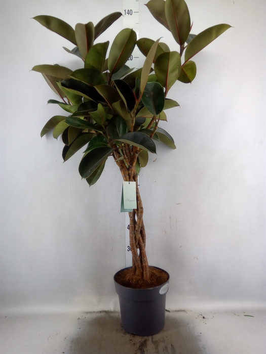 <h4>Ficus elastica 'Burgundy'</h4>