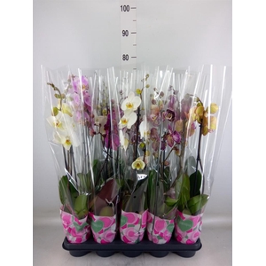 Phalaenopsis   ...mix  5