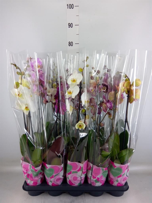 <h4>Phalaenopsis   ...mix  5</h4>