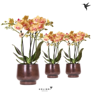 Kolibri Orchids Phalaenopsis orange 3spike in Scandic pot copper