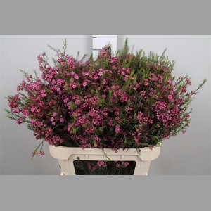 Chame Un Purple Prid