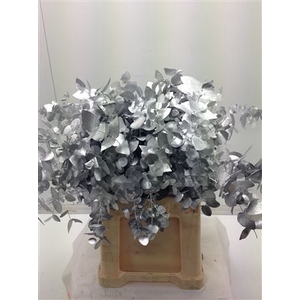 Eucal dyed Cinerea SILVER
