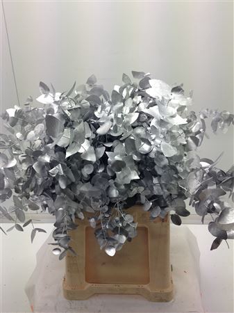<h4>Eucal dyed Cinerea SILVER</h4>