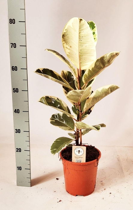 <h4>Ficus Tineke</h4>