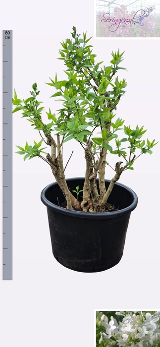 <h4>SYRI V MME F STEPMAN</h4>