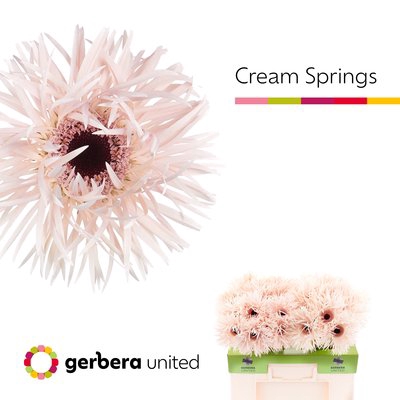 <h4>Gerbera cream springs</h4>