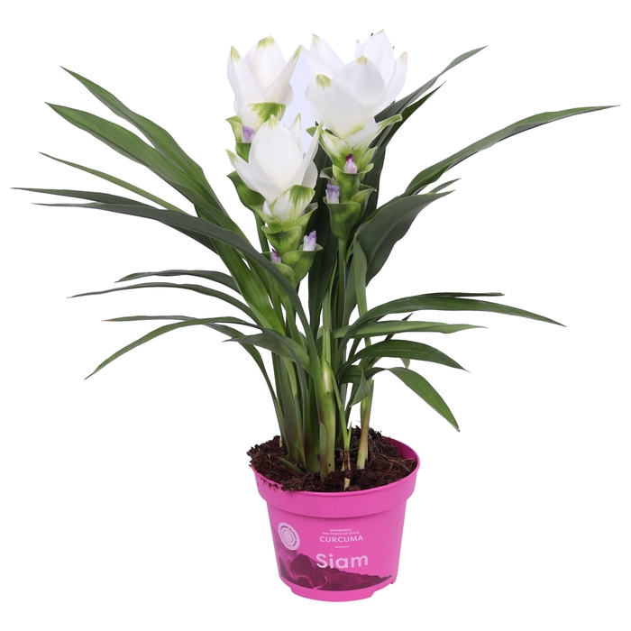 <h4>Curcuma Siam Sisto 12 cm</h4>