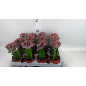 Euphorbia lactea