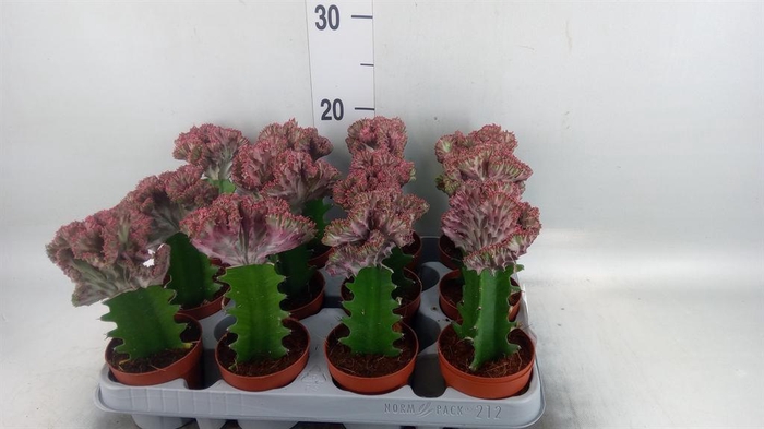 <h4>Euphorbia lactea</h4>