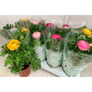 RANUNCULUS SPRINK MIX